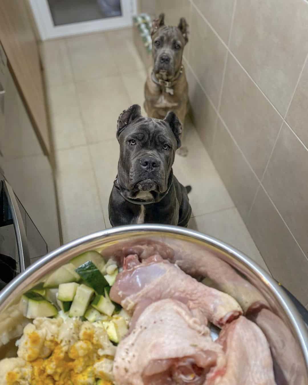 two cane corso dogs are waiting for their food
