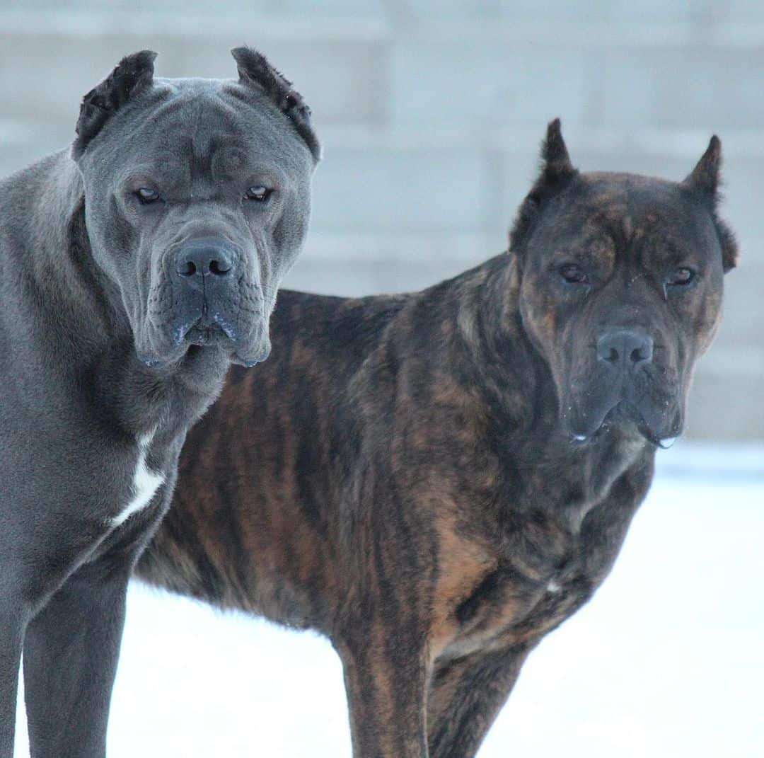 two cane corso dogs with clipped ears