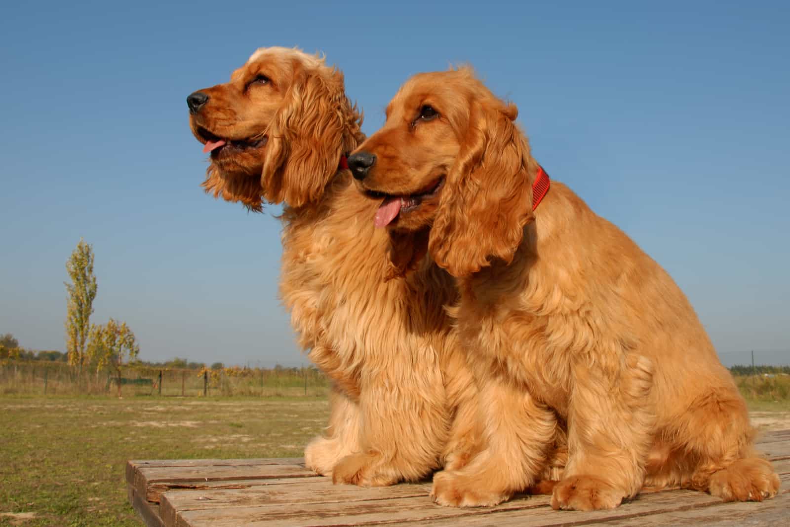 two cocker spaniels standing looking away