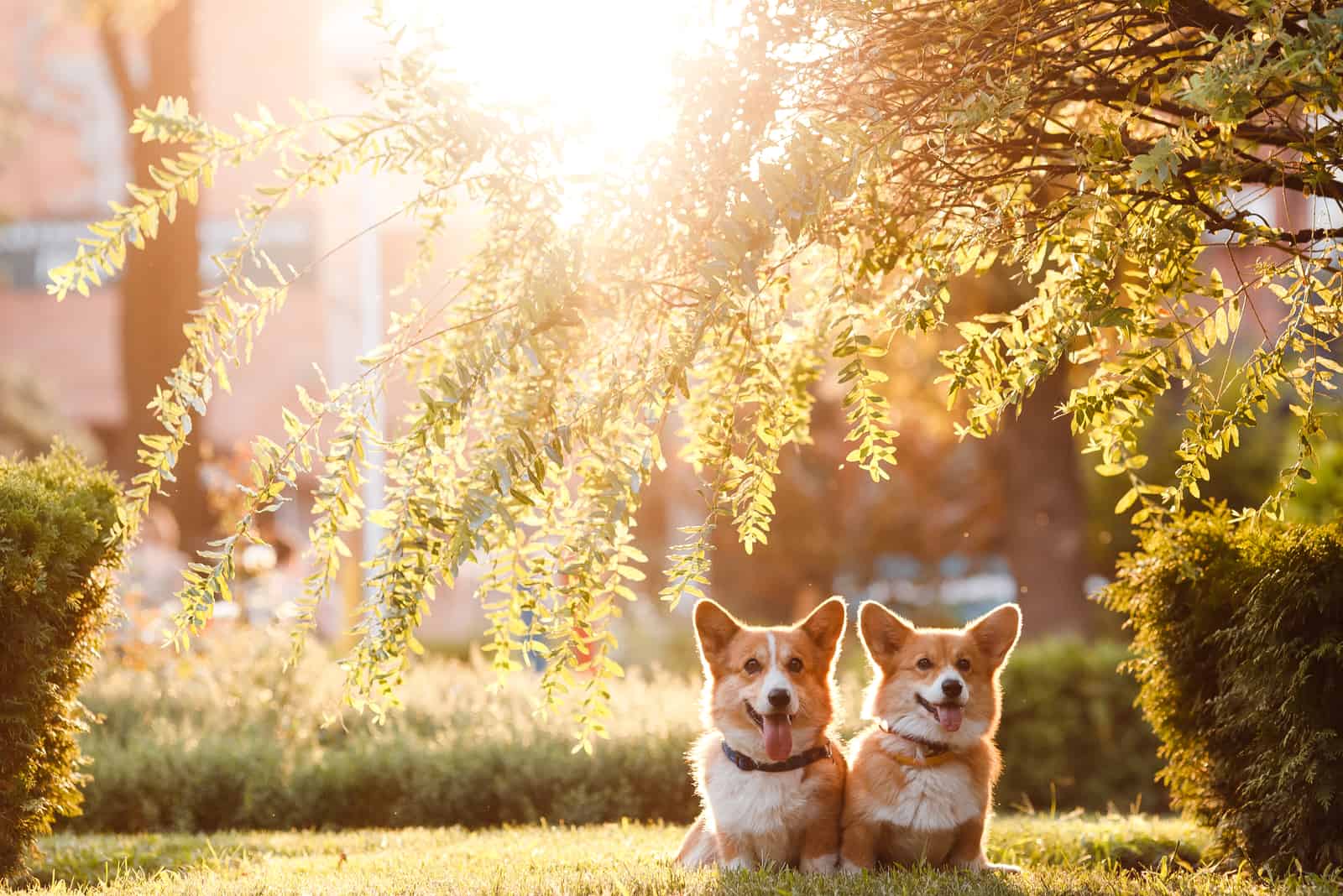 two corgis in the park