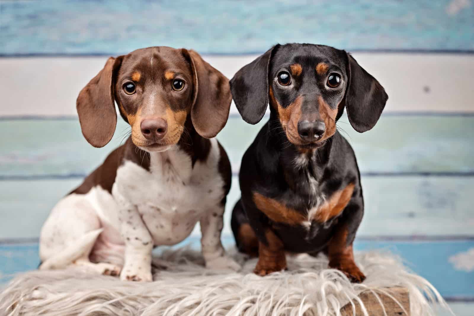 two cute dachshund dog in different colors posing
