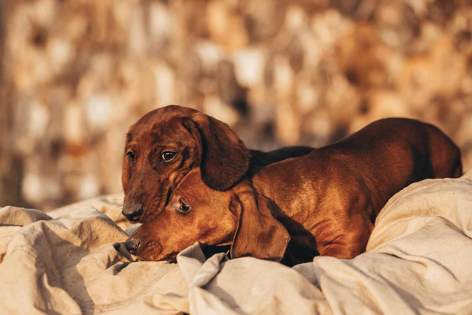 two dachshund dogs lying together