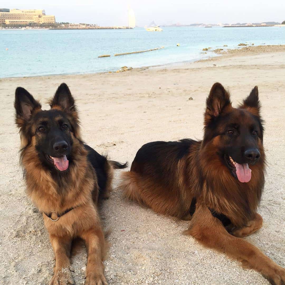 two german shepherds resting by the beach