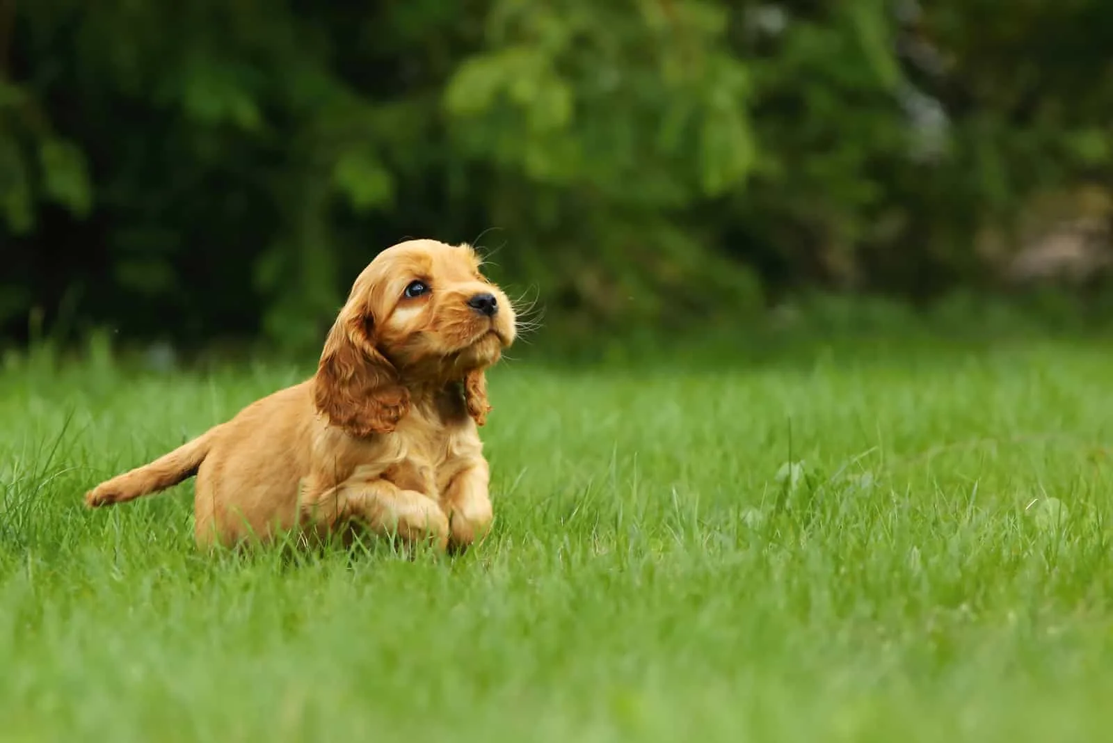 two month old cocker spaniel standing in grass