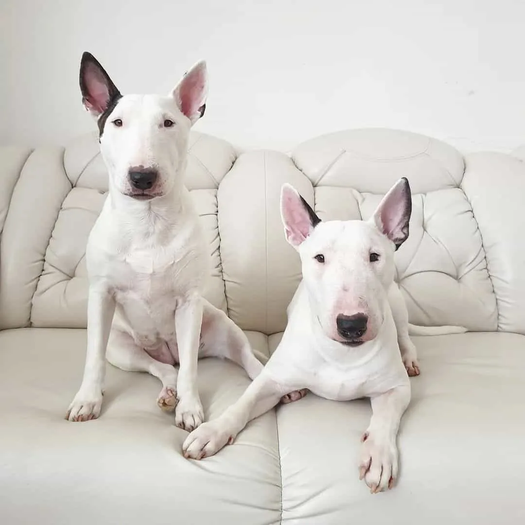 two white bull terriers on a white couch