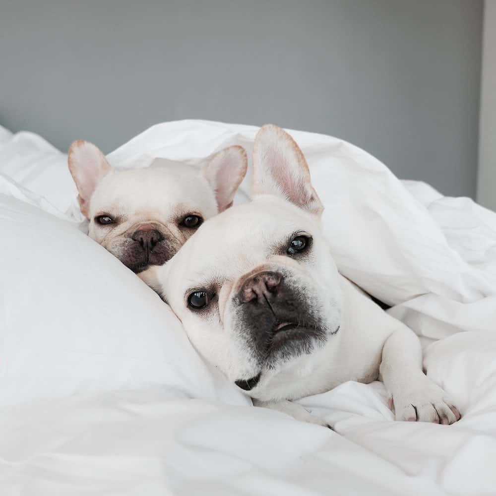 two white frenchies lying in bed