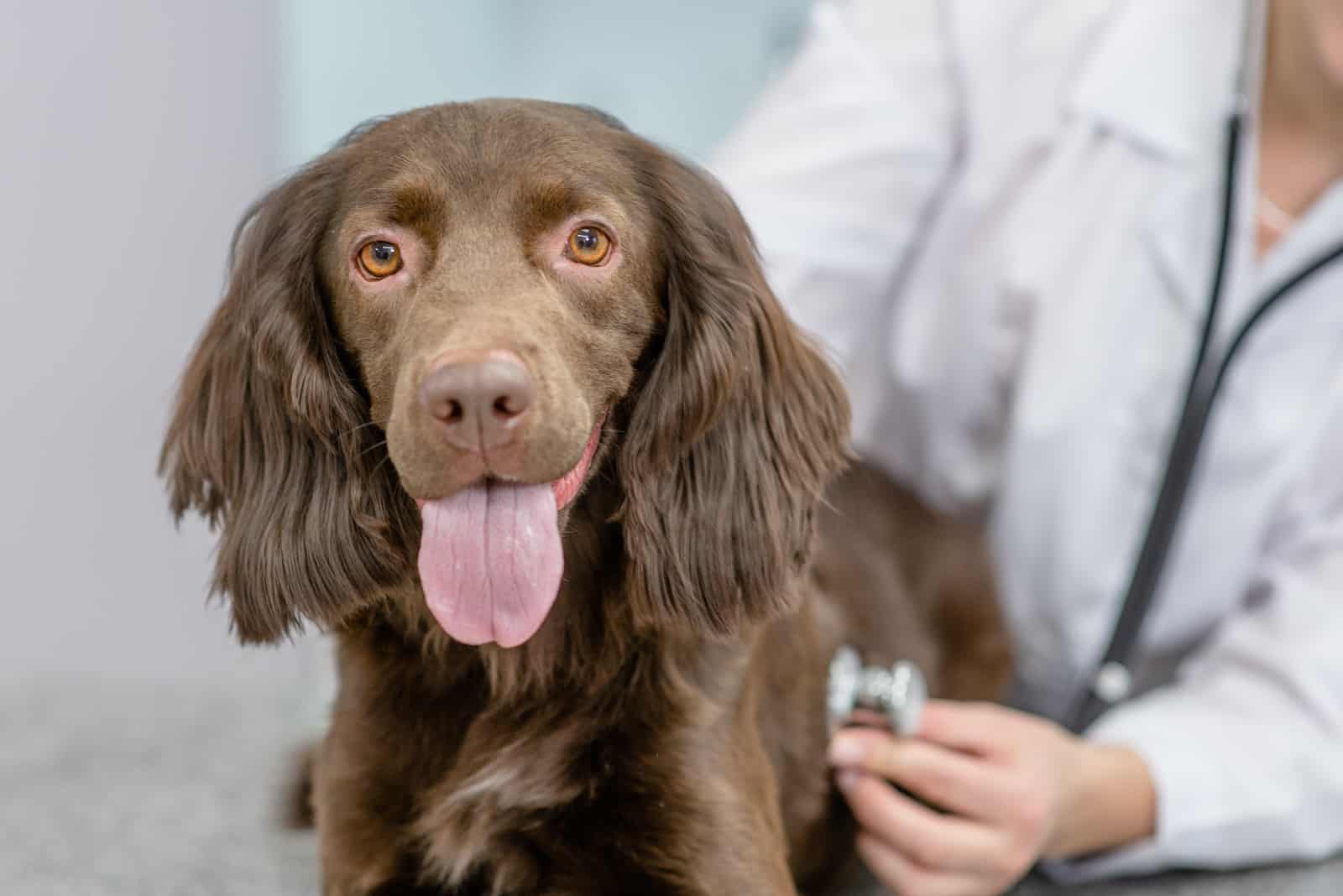 vet examinating cocker spaniel