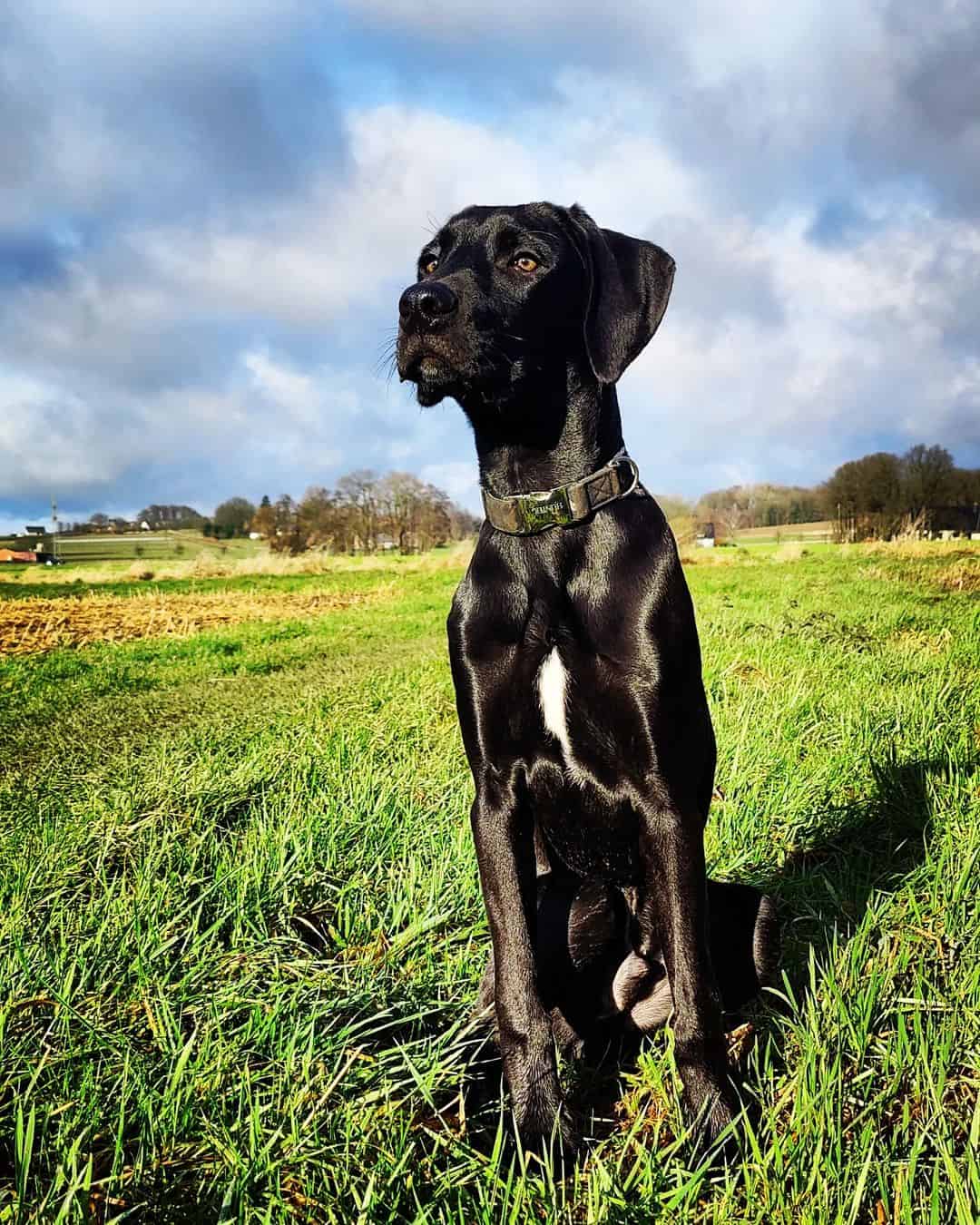 weimaraner boxer mix