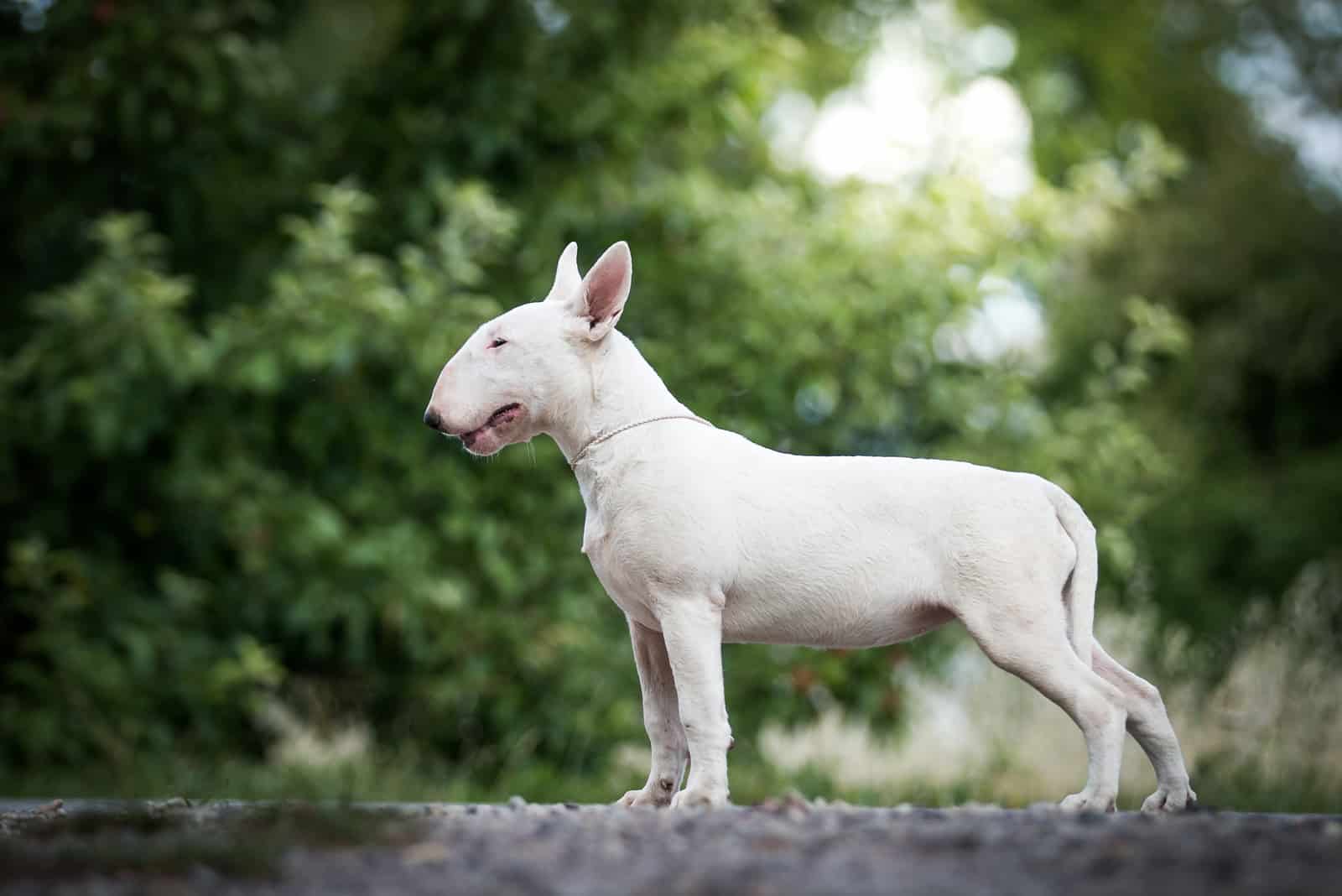white bull terrier posing