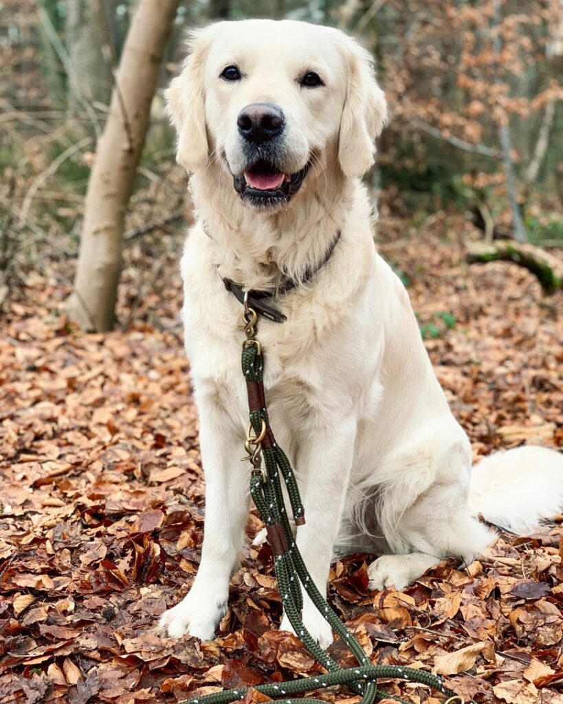 White Golden Retriever Breeders 5 Places To Get A Goldie