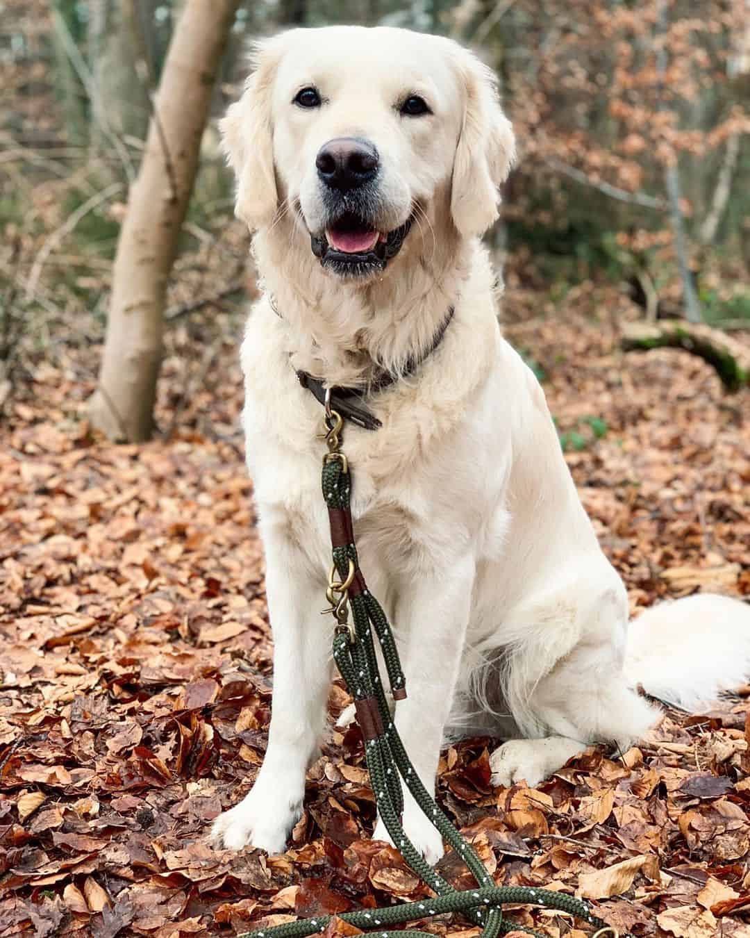 white golden retriever on a leash