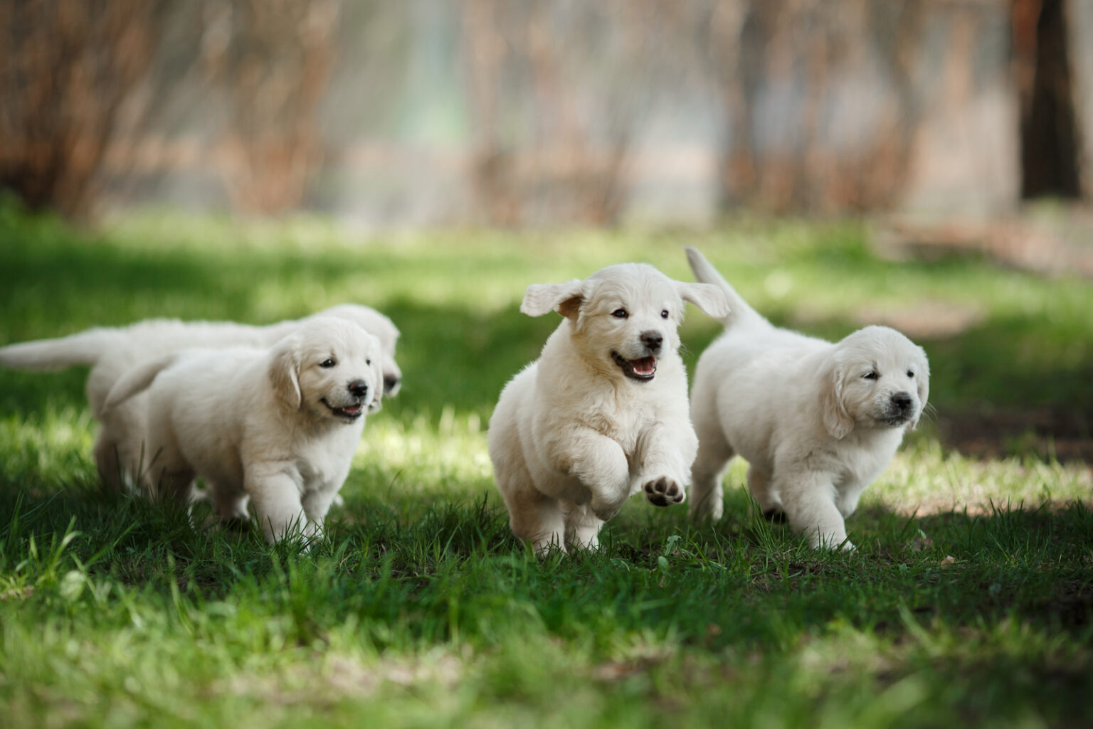 White Golden Retriever Breeders 5 Places To Get A Goldie