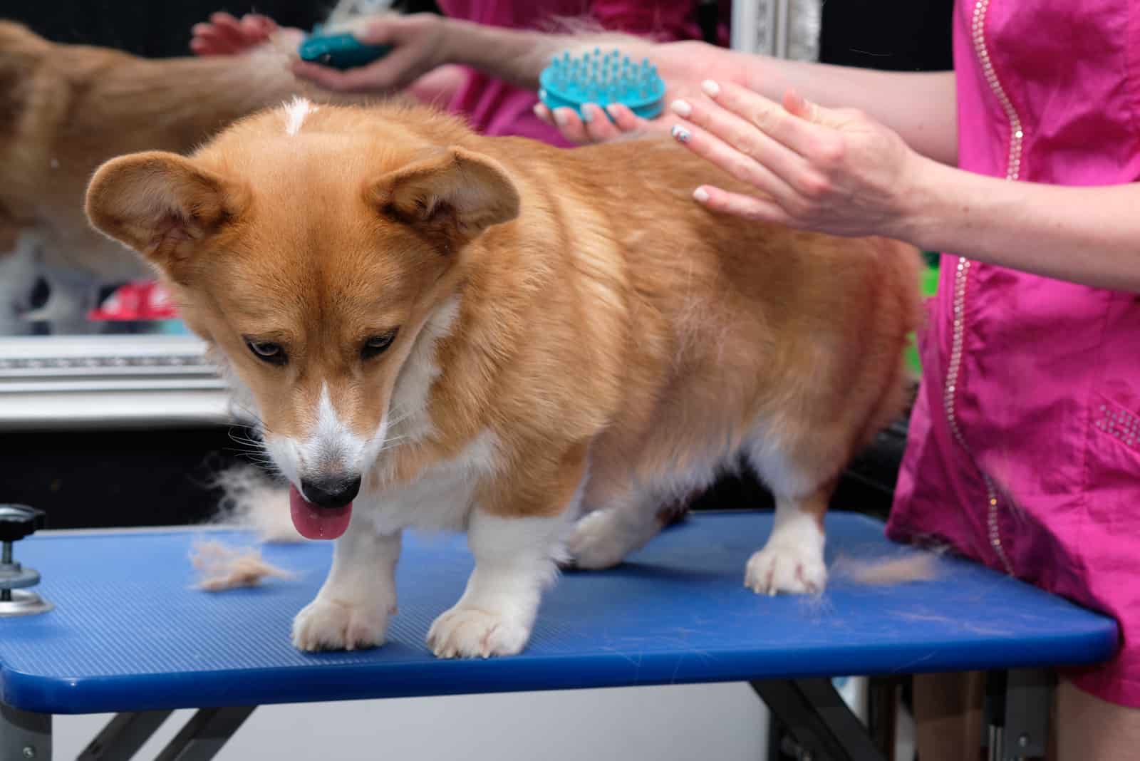 woman brushing corgi on the table