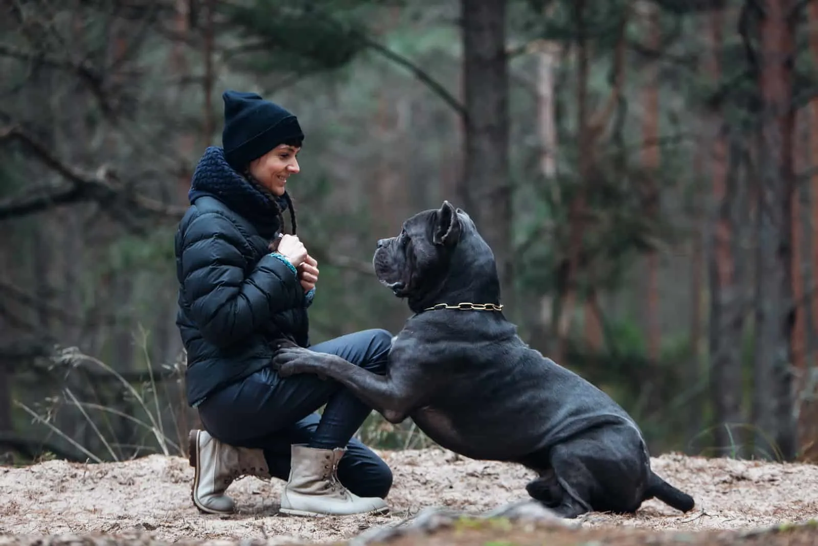 Cane Corso Growth Chart How Big Do These Dogs Get 