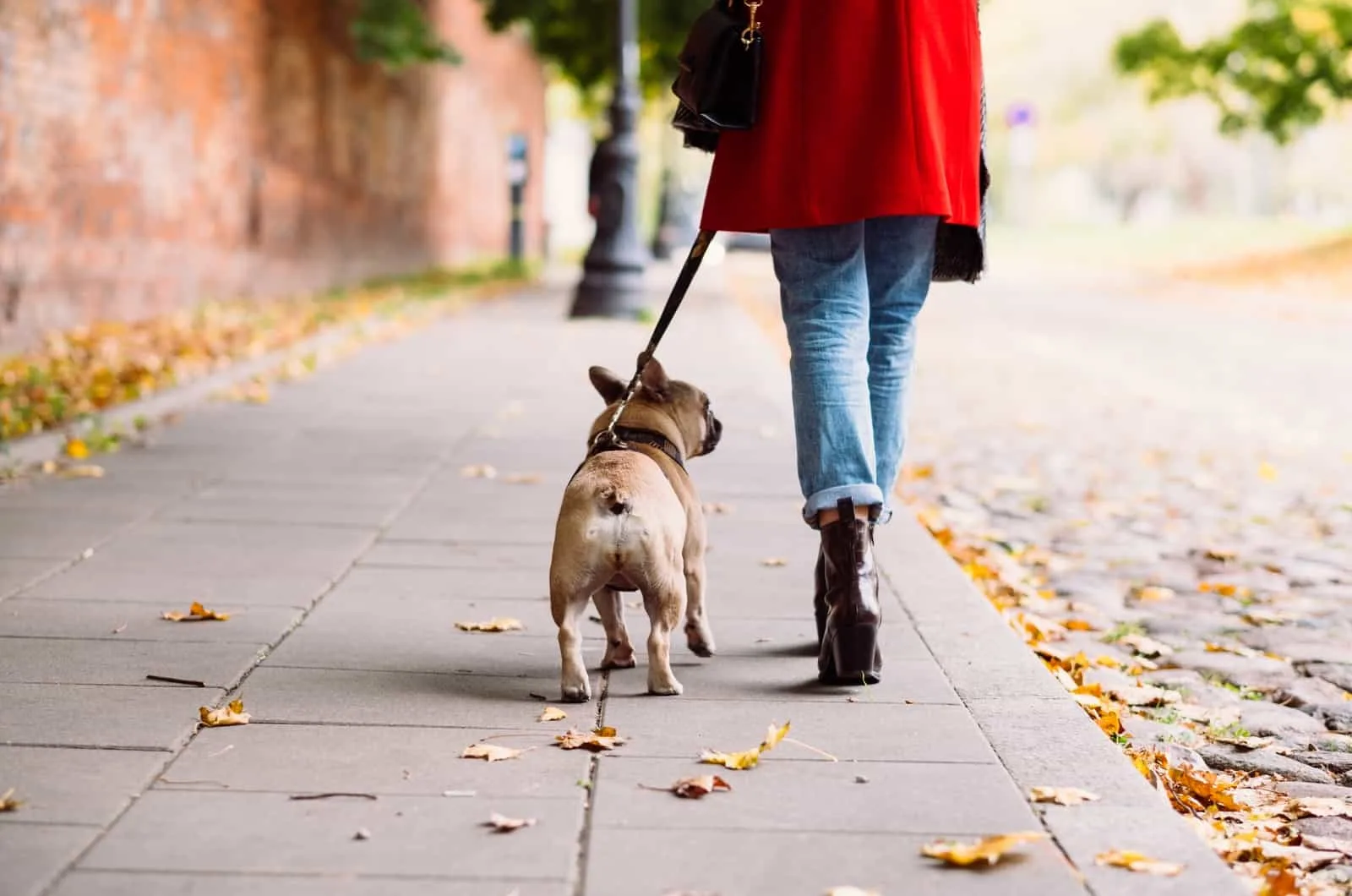 woman walking her french bulldog