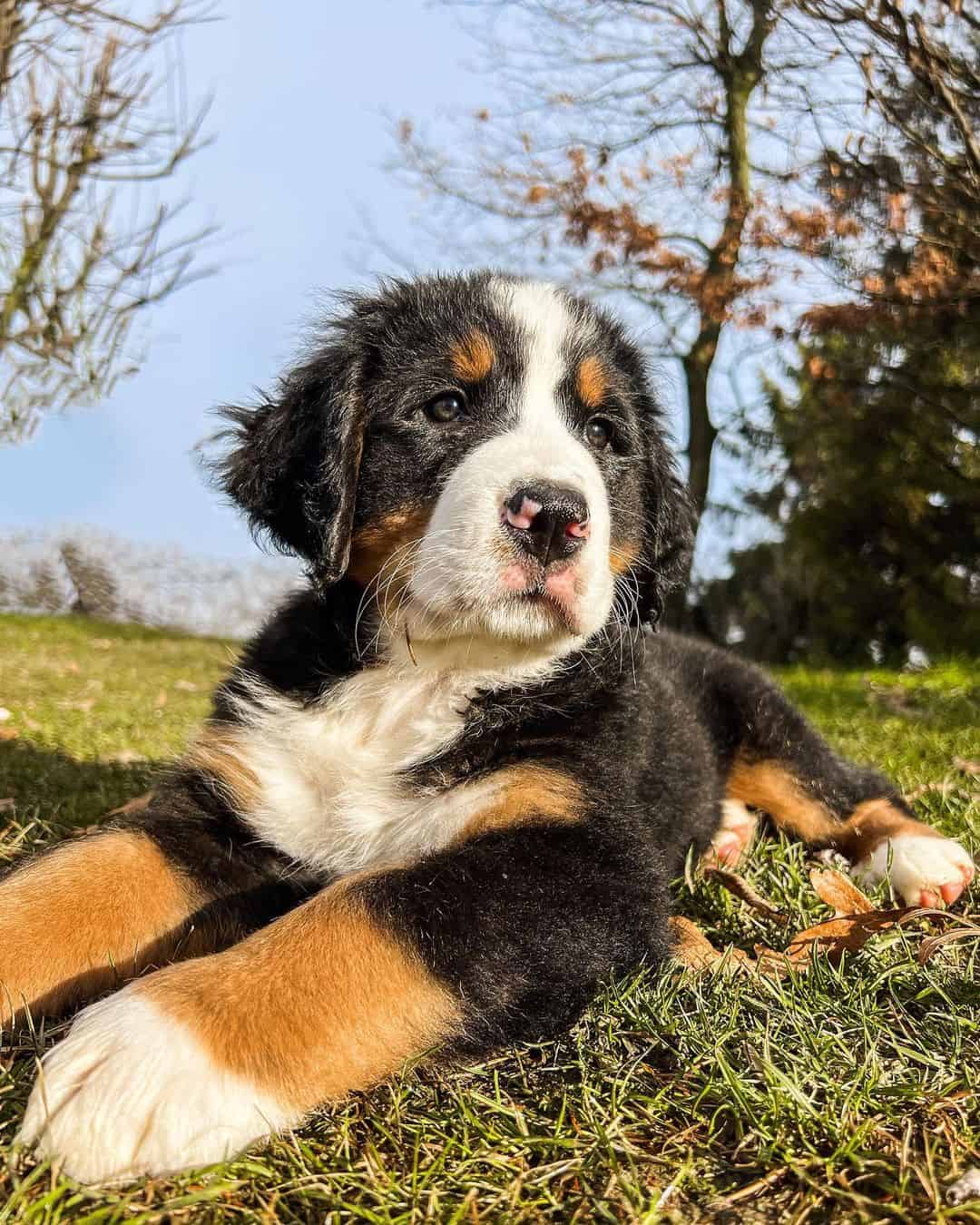 young bernese mountain dog