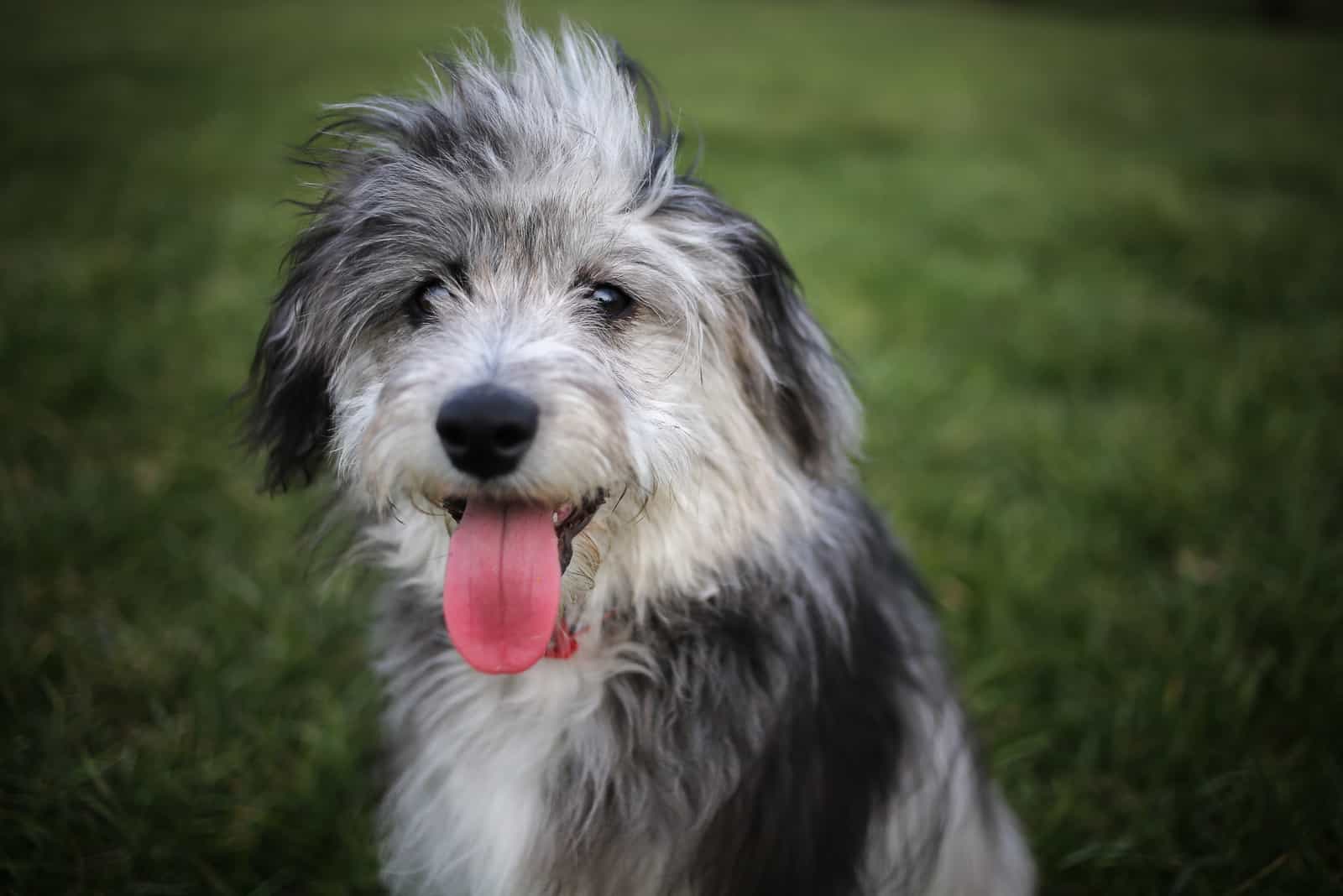 young blue merle aussiedoodle