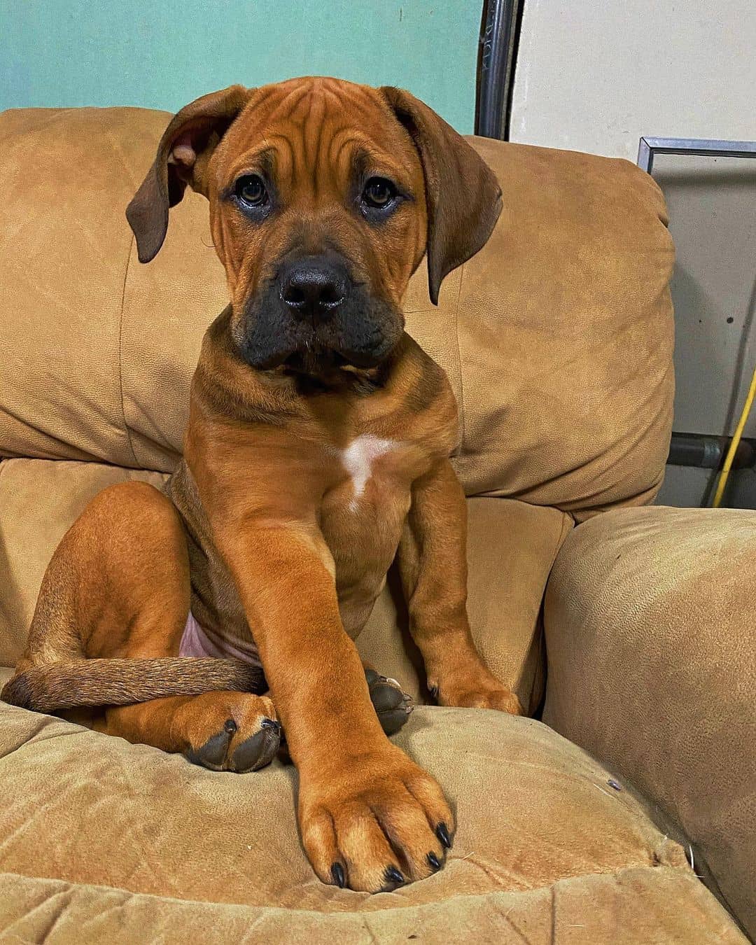 young cane corso presa canario puppy