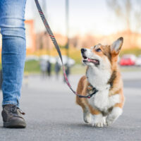 corgi looking at its owner