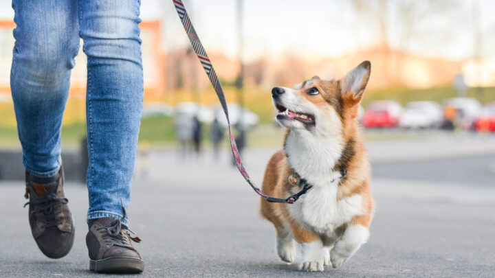 Can Dogs Get Sexually Attracted To Humans? Detailed Answer