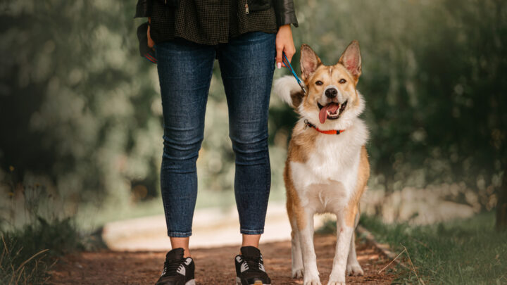 Can I Walk My Dog After Cutting The Quick? Detailed Answer