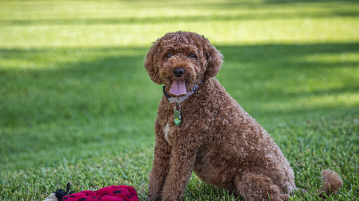 Cavapoo Growth Chart: How Big Will This Dog Get?