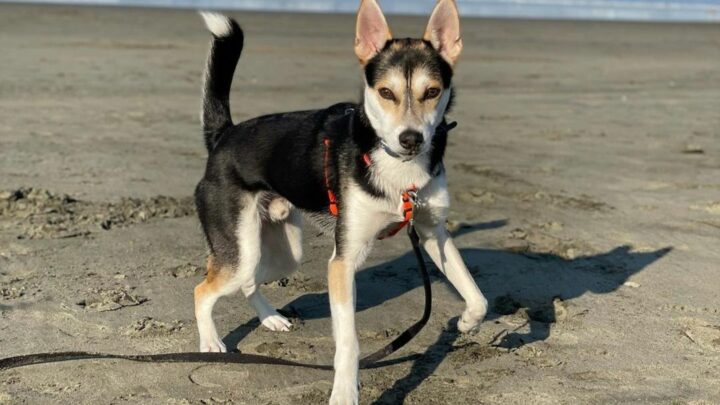 Chihuahua Husky Mix: The Hybrid You Didn’t Know Existed
