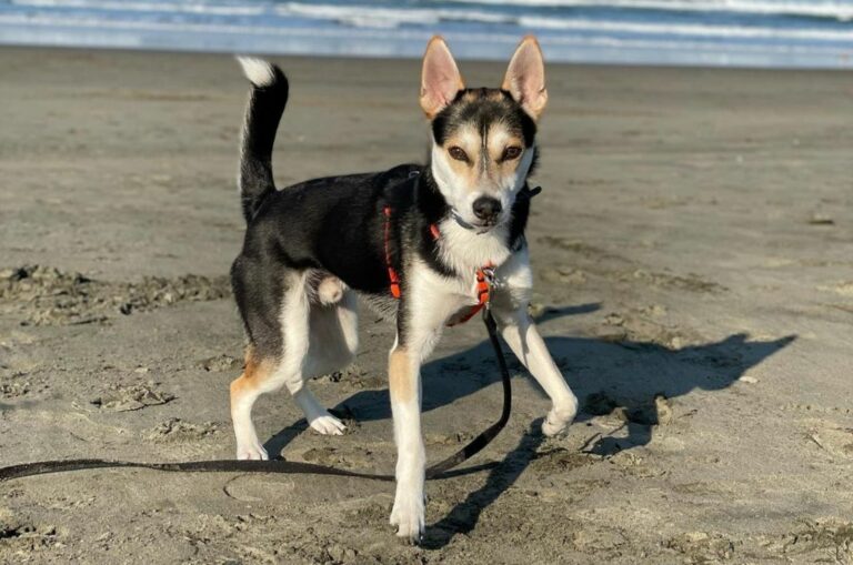 chihuahua husky mix