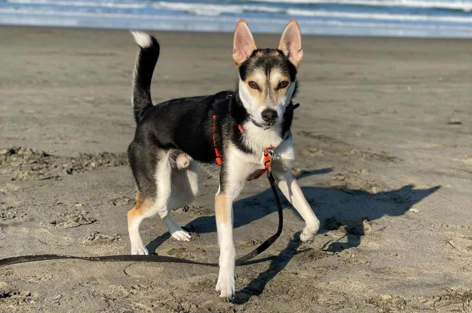 medium sized chihuahua mix