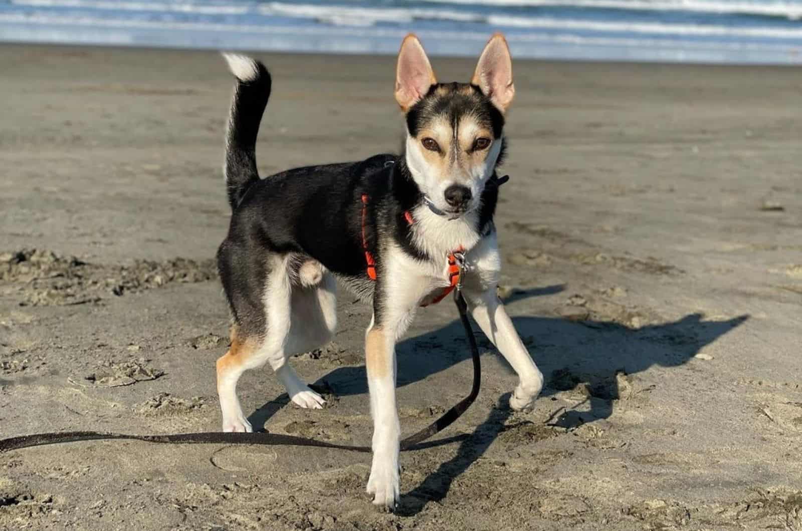 Chihuahua Husky Mix: The Hybrid You Didn’t Know Existed