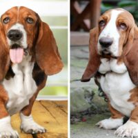 two Basset-Hounds