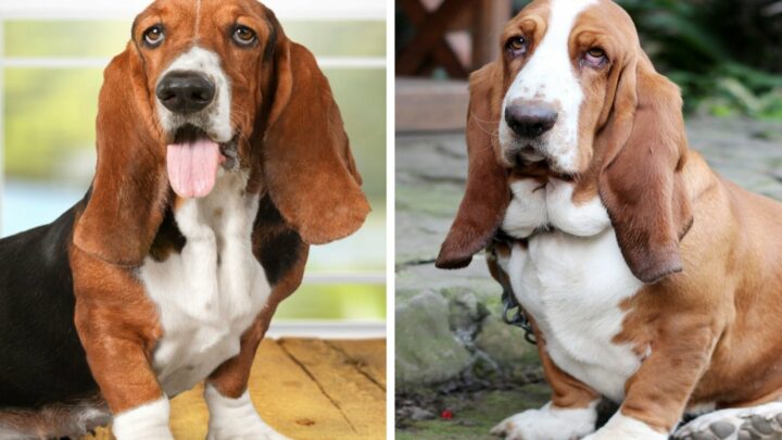 European Vs. American Basset Hound: Are These Dogs The Same?