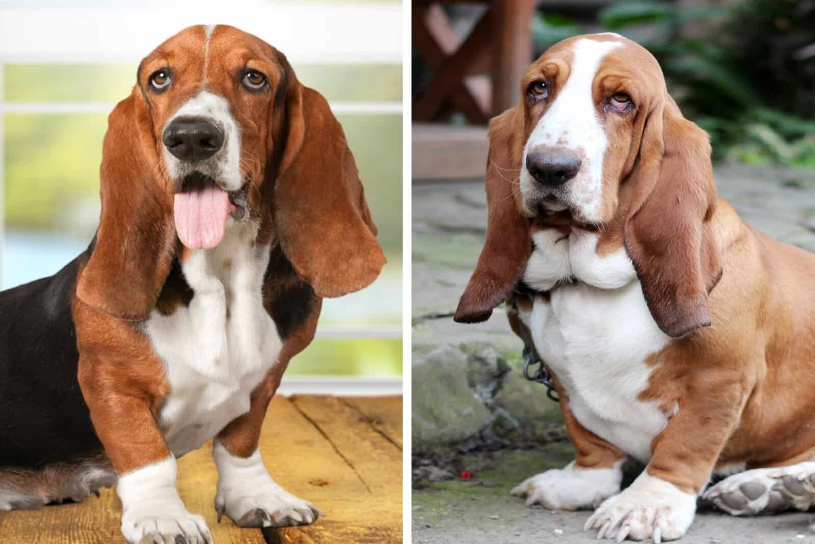 two Basset-Hounds