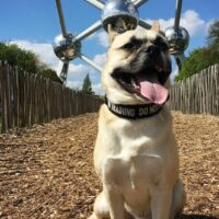 french bulldog husky mix dog posing outdoor