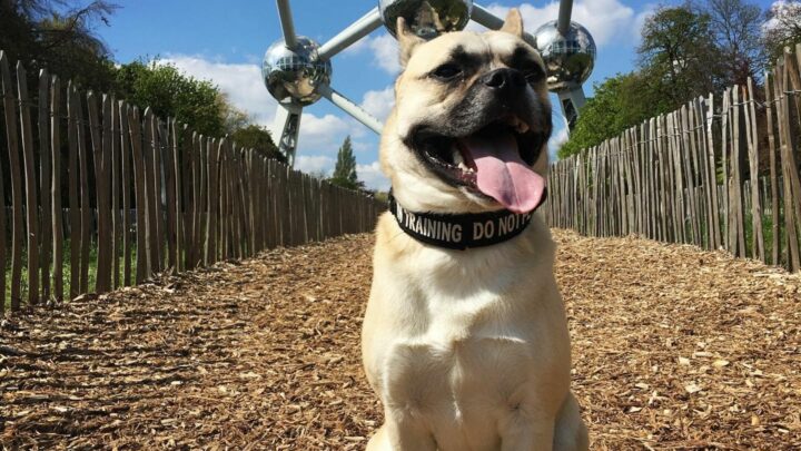 French Bulldog Husky Mix: Meet The French Bullsky