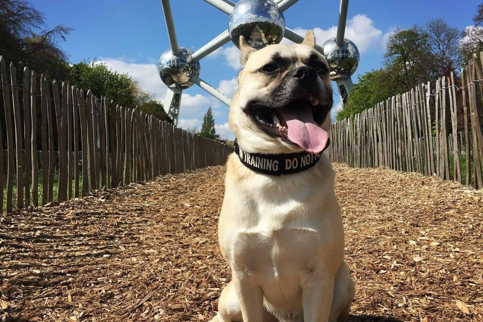 french bulldog husky mix dog posing outdoor