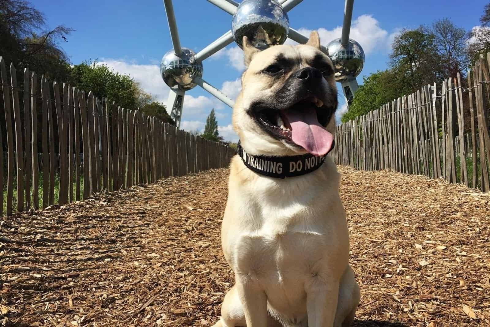 French Bulldog Husky Mix: Meet The French Bullsky