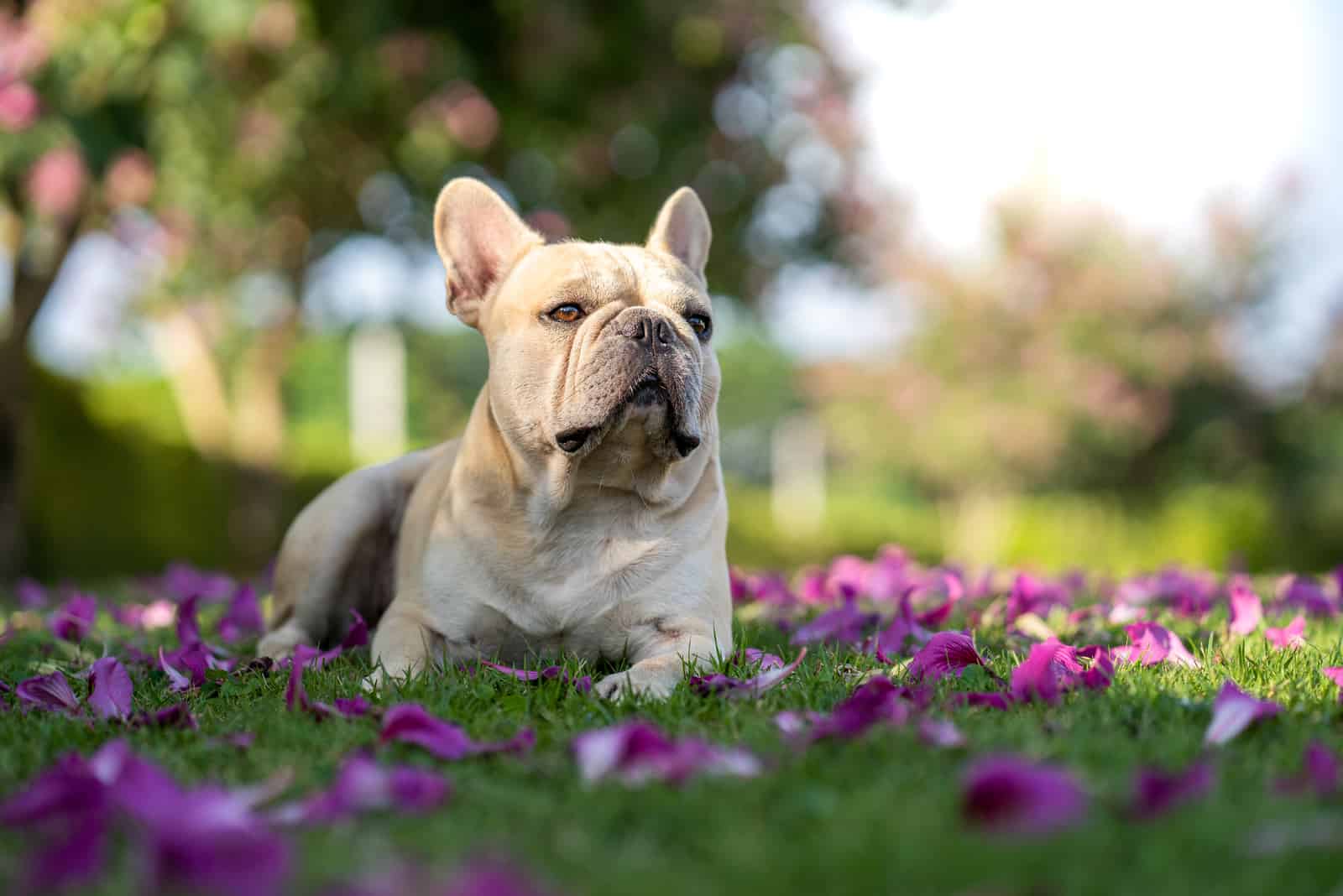 French Bulldog lying in park