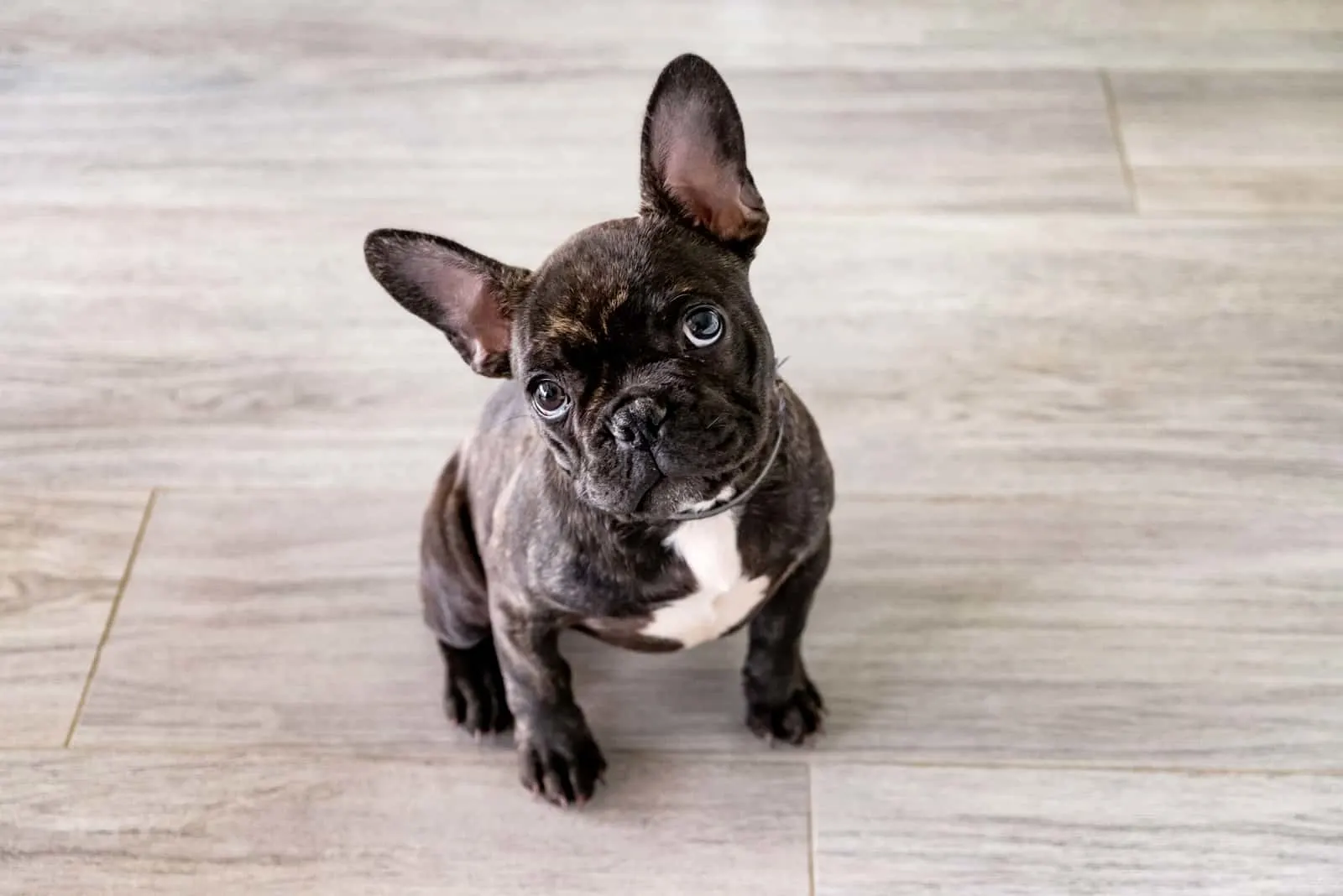 French Bulldog puppy looking up