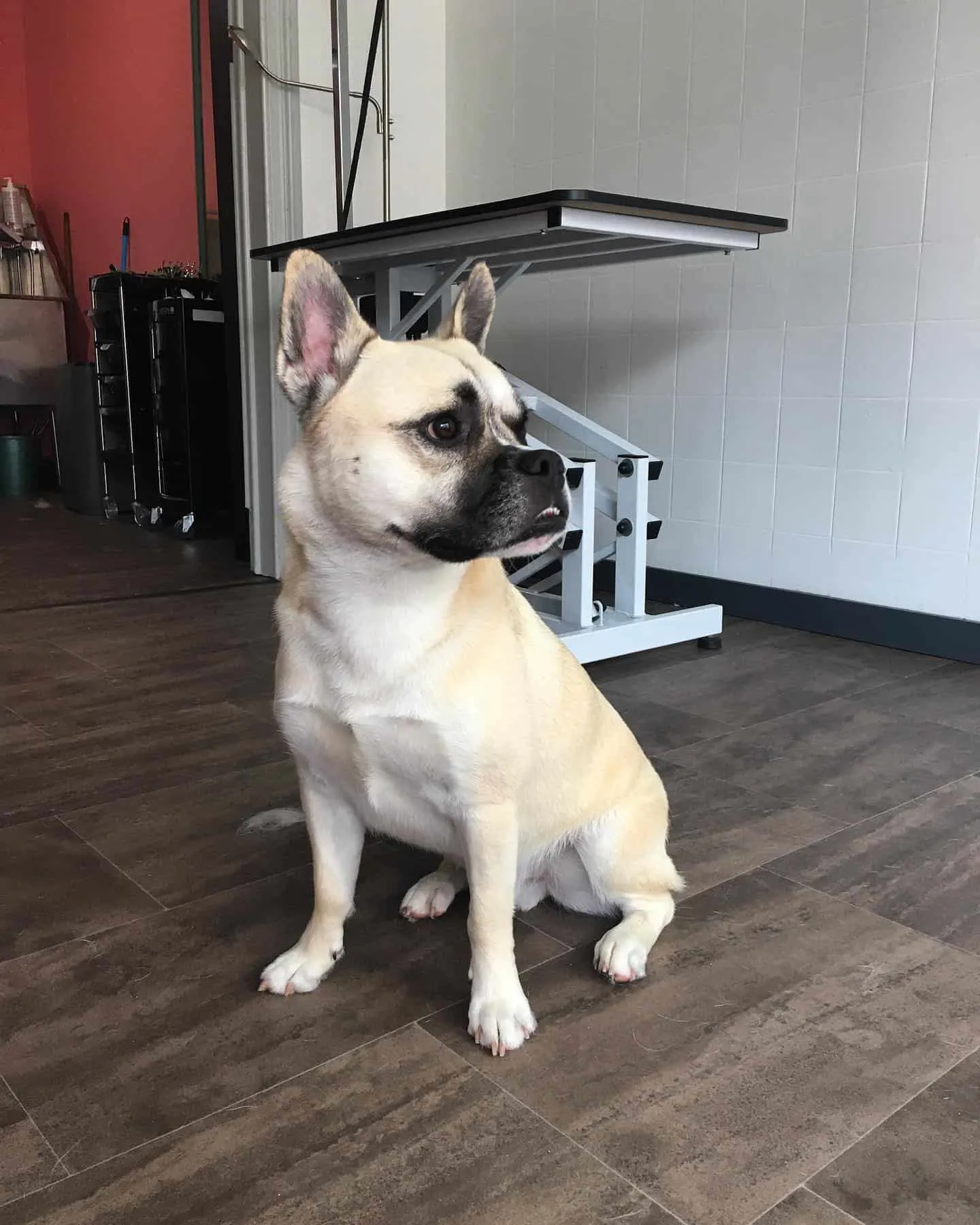 French bulldog husky mix sitting in the living room