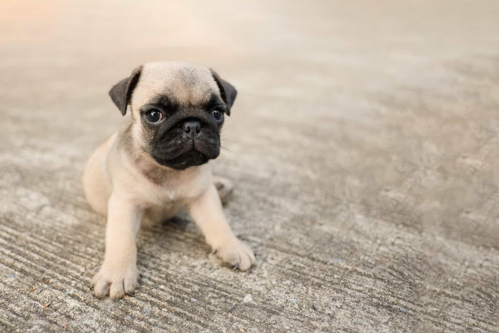 Funny pug dog sitting on concrete road