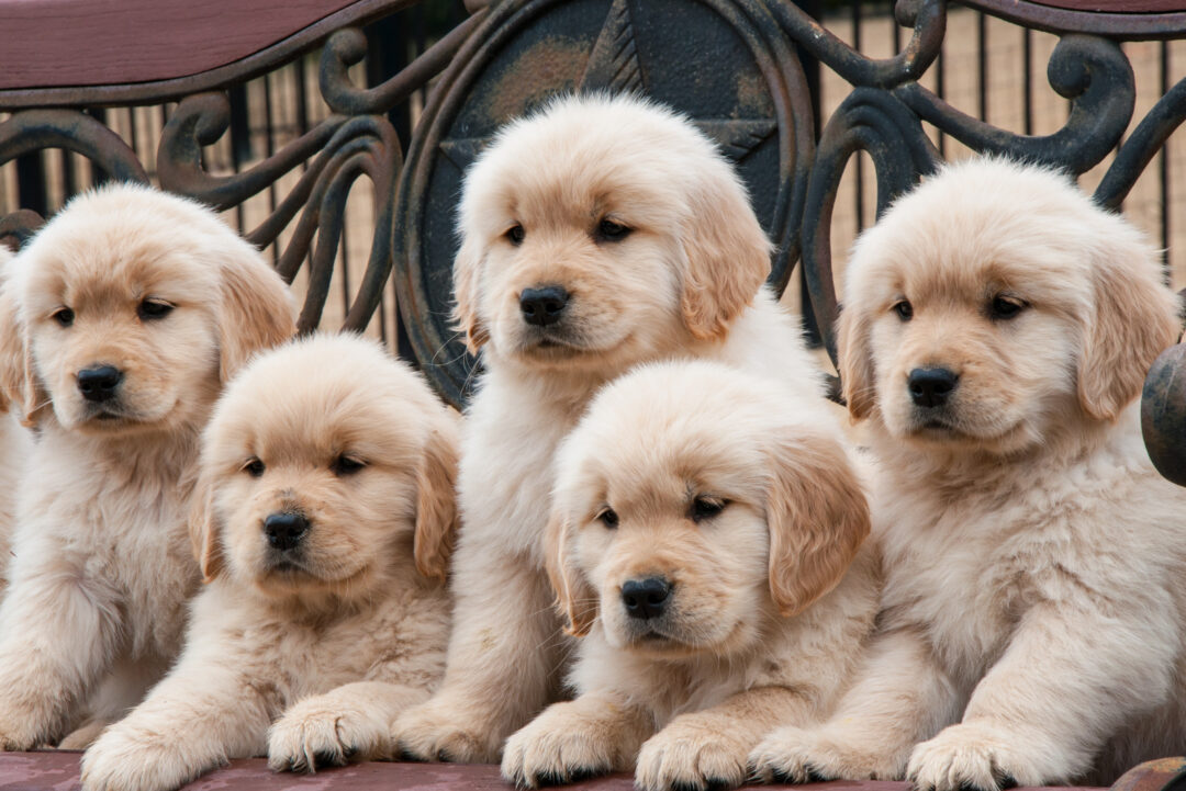 The Top 10 Best Golden Retriever Breeders In Ontario