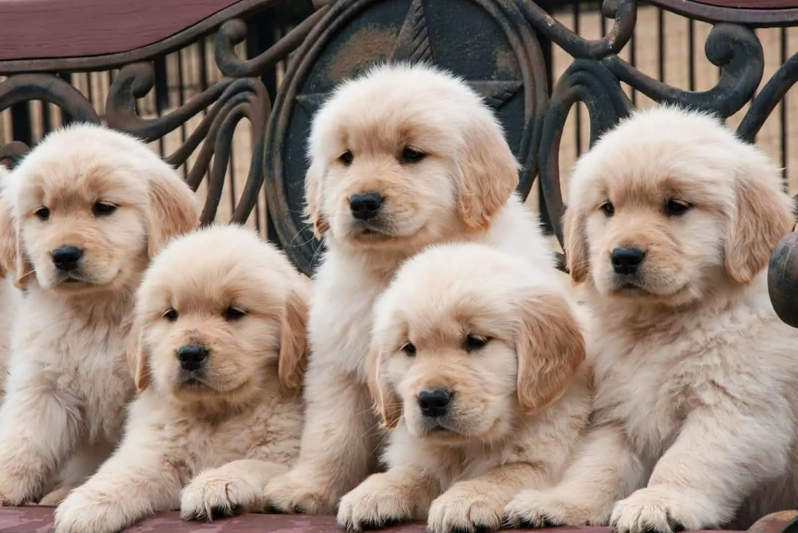 Golden Retriever puppies
