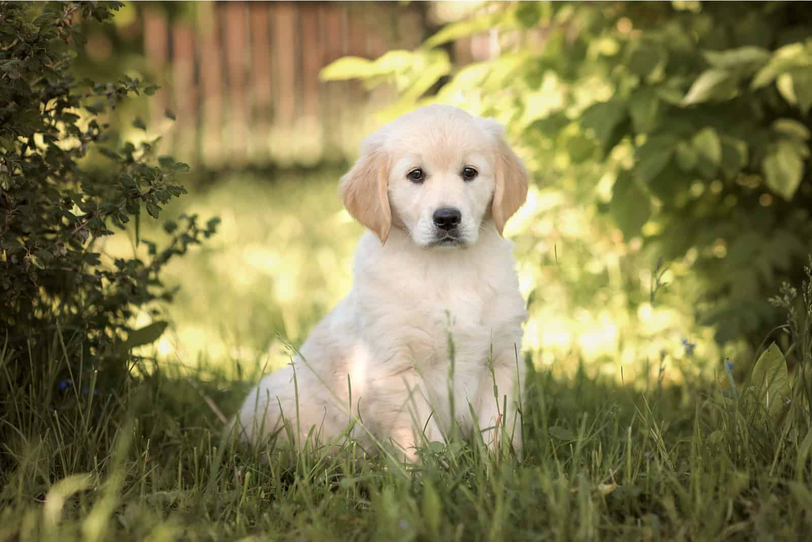 Golden Retriever puppy sitting on grass