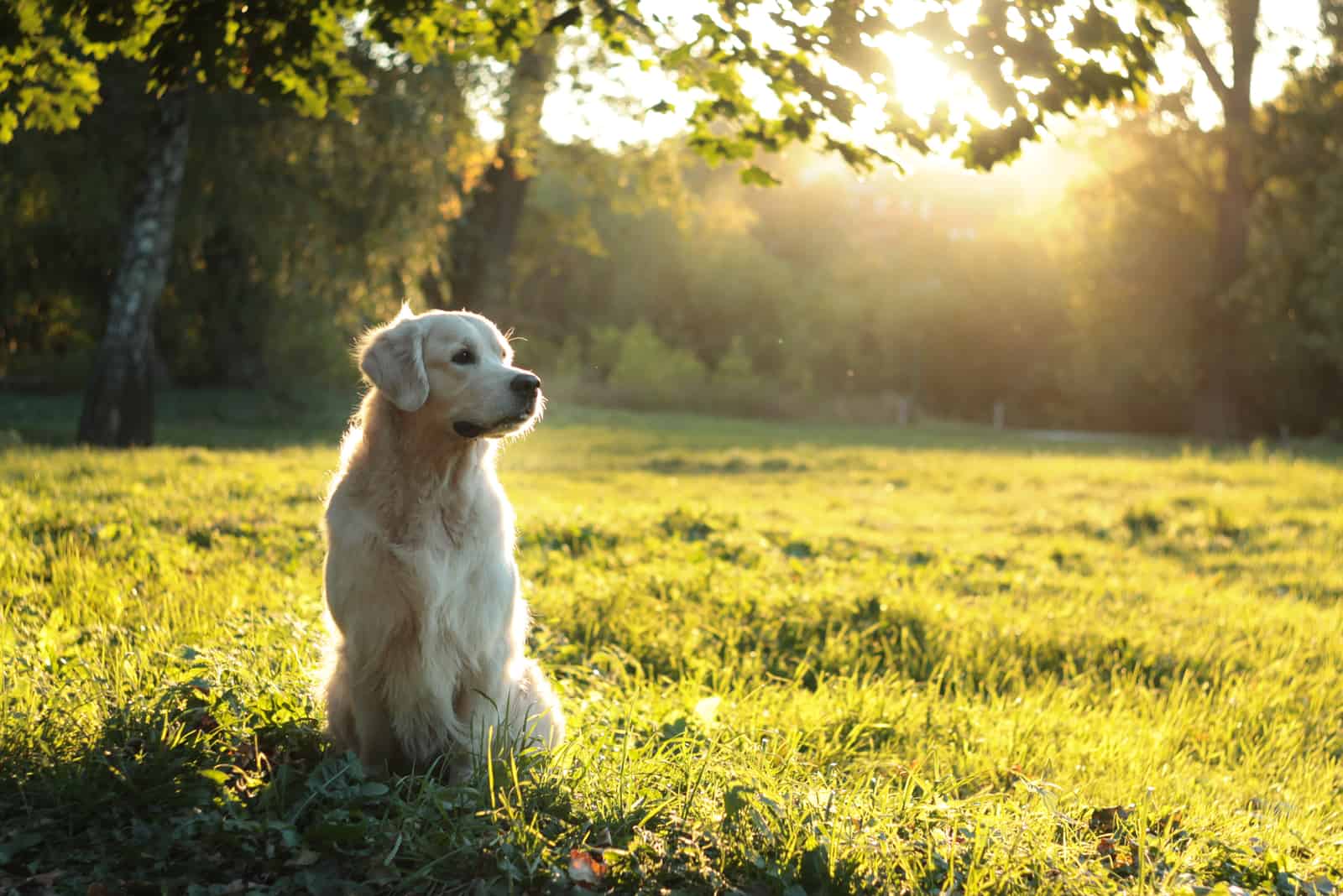 Golden Retriever sitting on grass outside