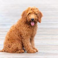 young goldendoodle dog