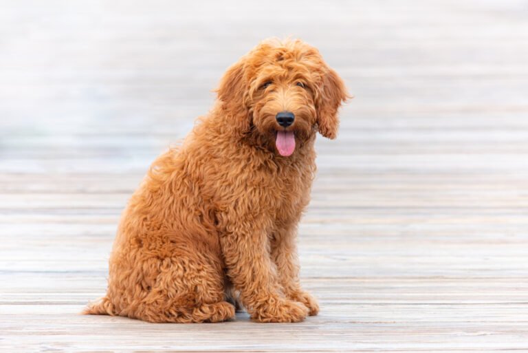 young goldendoodle dog