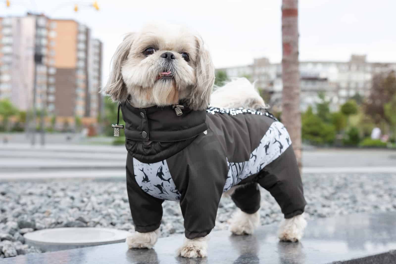 Happy shih tzu wearing a shark costume