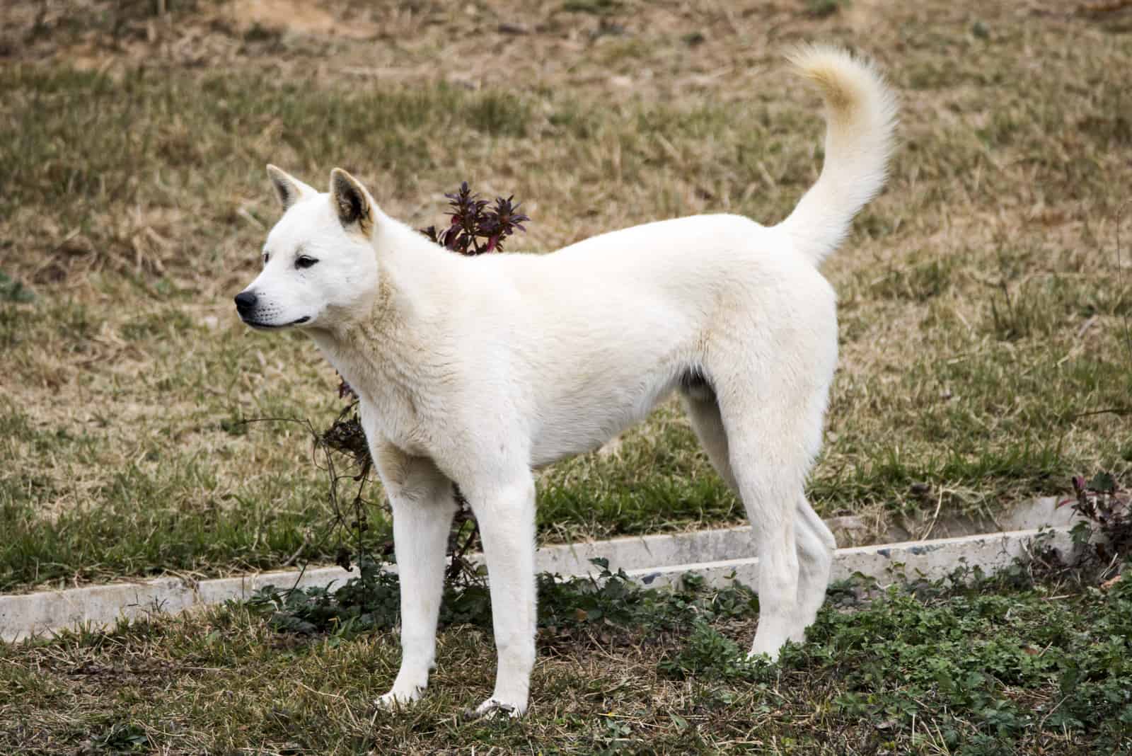 Jindo standing outside