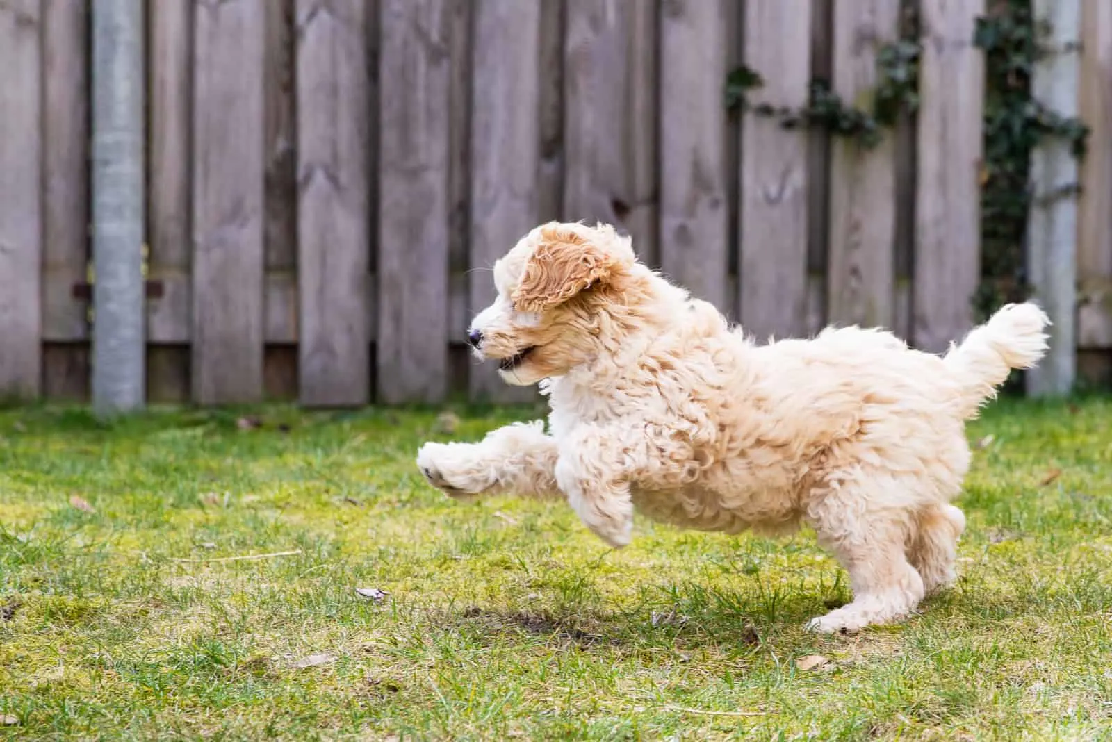 Labradoodle pup playing in the garden